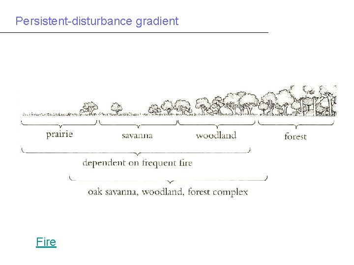 Persistent-disturbance gradient Fire 