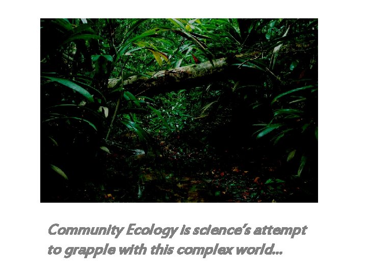 Community Ecology is science’s attempt to grapple with this complex world. . . 