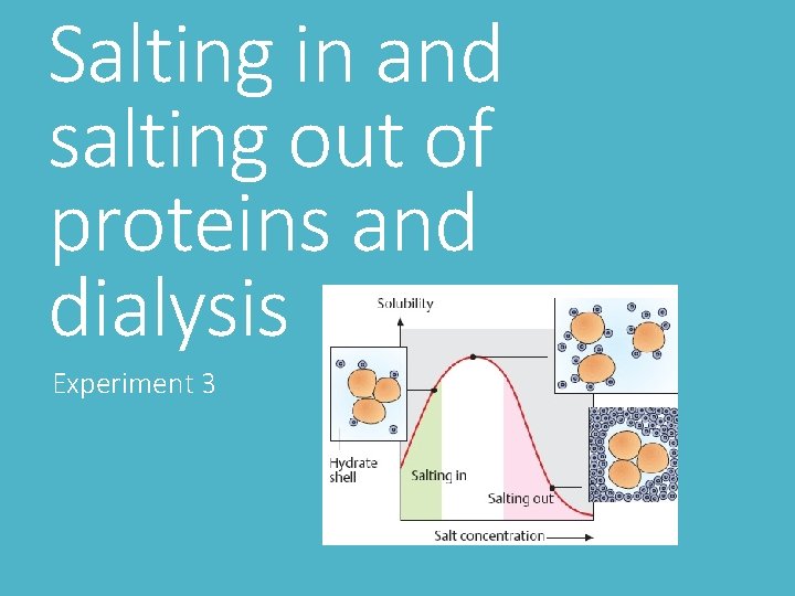 Salting in and salting out of proteins and dialysis Experiment 3 