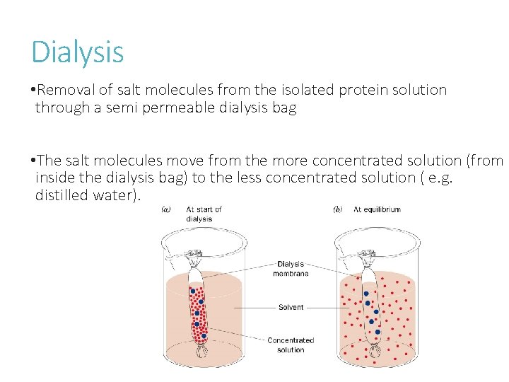 Dialysis • Removal of salt molecules from the isolated protein solution through a semi