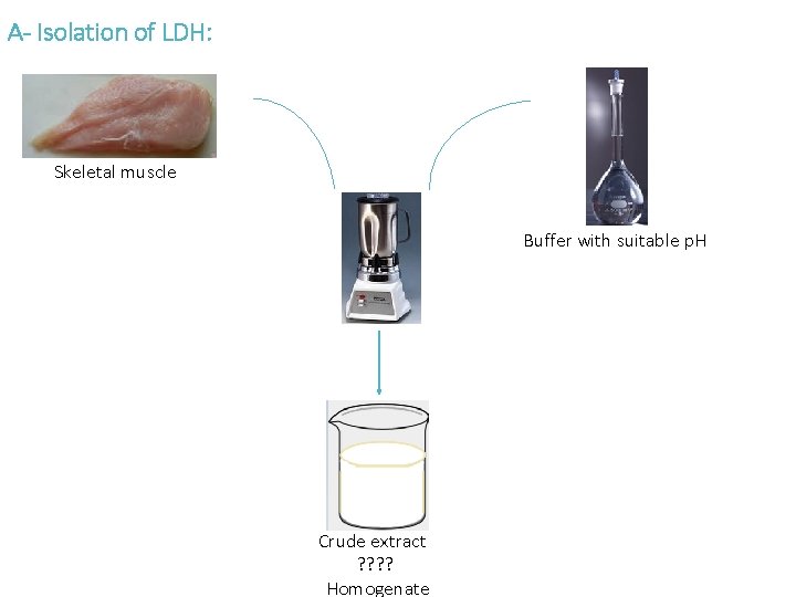 A- Isolation of LDH: Skeletal muscle Buffer with suitable p. H Crude extract ?