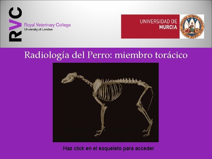Radiología del Perro: miembro torácico Haz click en el esqueleto para acceder 