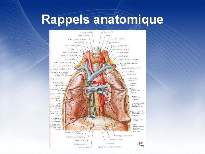 Rappels anatomique 