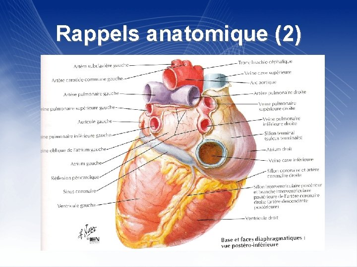 Rappels anatomique (2) 