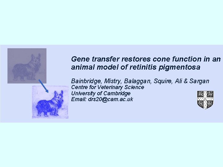 Example Gene transfer restores cone function in an animal model of retinitis pigmentosa Bainbridge, Example Gene transfer restores cone function in an animal model of retinitis pigmentosa Bainbridge,