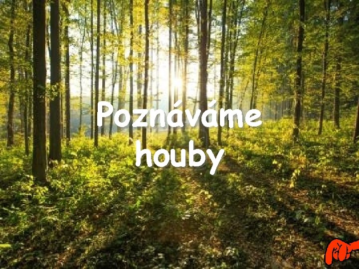 Poznáváme houby 