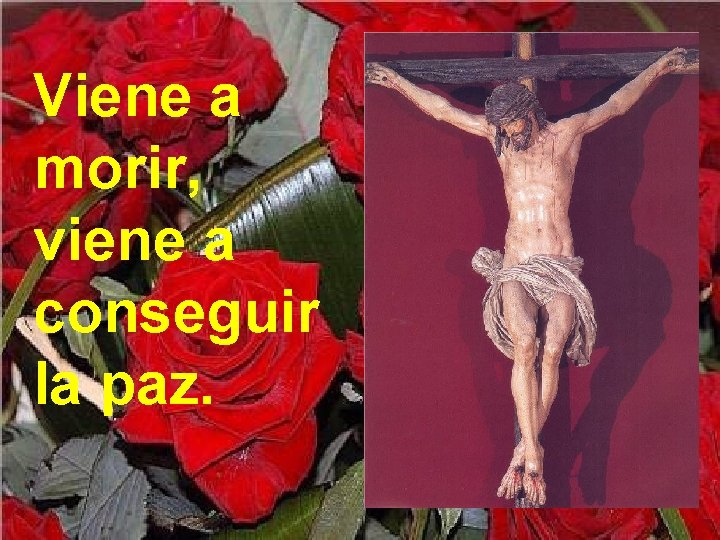 Viene a morir, viene a conseguir la paz. 