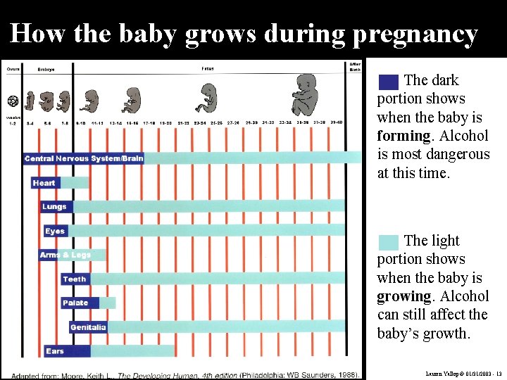 How the baby grows during pregnancy The dark portion shows when the baby is