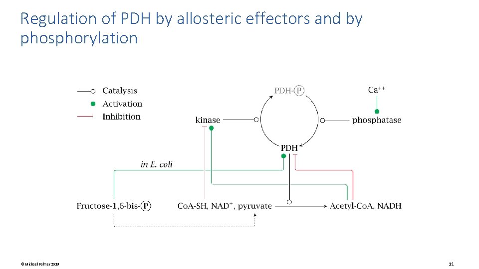 Regulation of PDH by allosteric effectors and by phosphorylation © Michael Palmer 2019 11