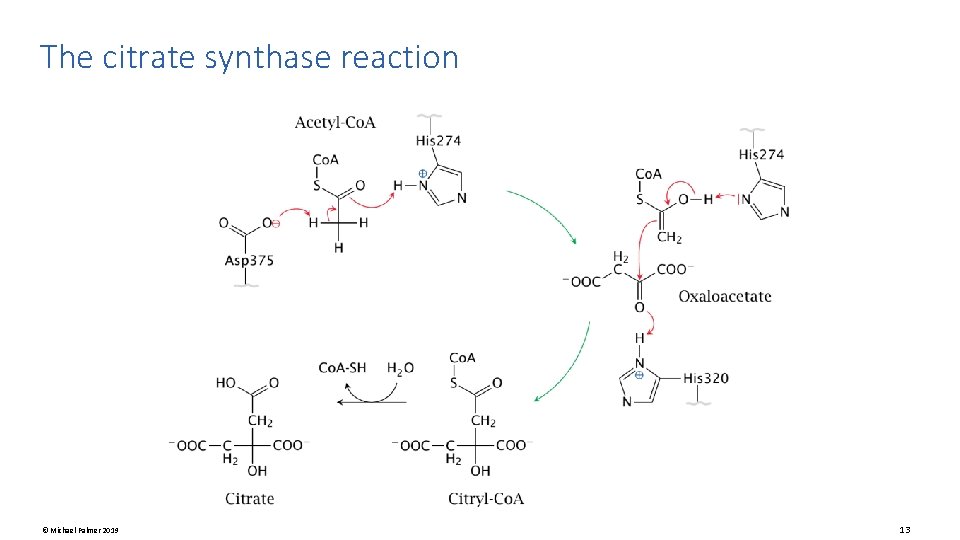 The citrate synthase reaction © Michael Palmer 2019 13 