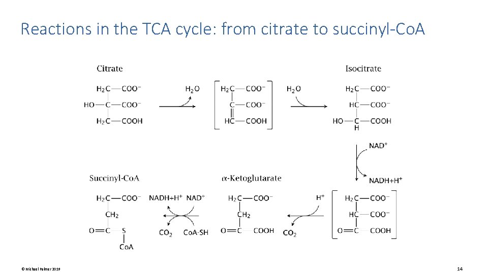 Reactions in the TCA cycle: from citrate to succinyl-Co. A © Michael Palmer 2019