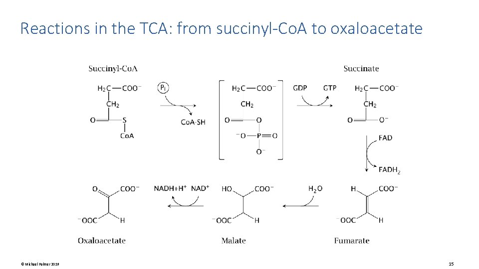 Reactions in the TCA: from succinyl-Co. A to oxaloacetate © Michael Palmer 2019 15