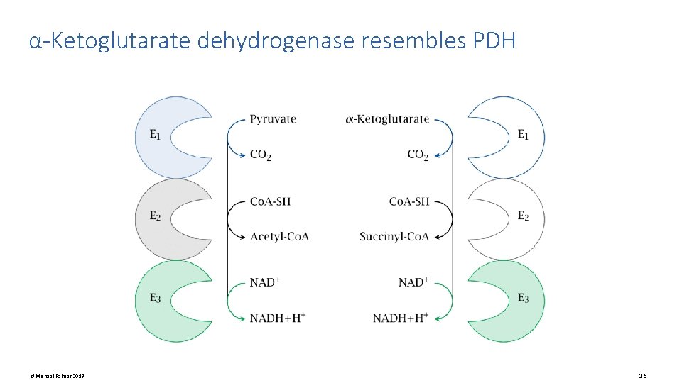 α-Ketoglutarate dehydrogenase resembles PDH © Michael Palmer 2019 16 