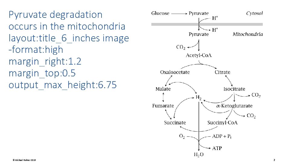 Pyruvate degradation occurs in the mitochondria layout: title_6_inches image -format: high margin_right: 1. 2