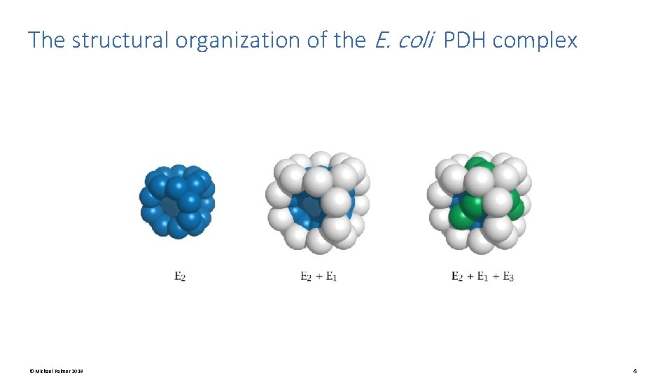 The structural organization of the E. coli PDH complex © Michael Palmer 2019 4