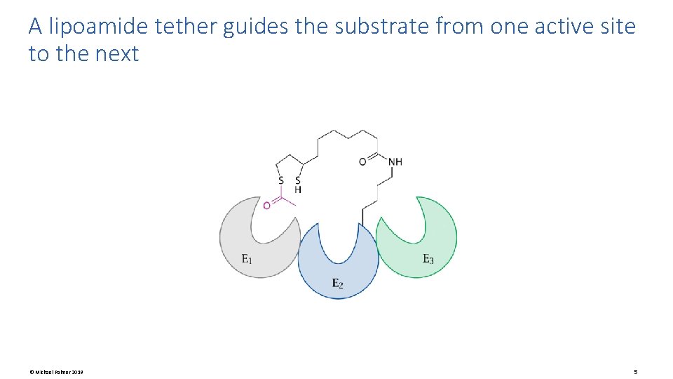 A lipoamide tether guides the substrate from one active site to the next ©