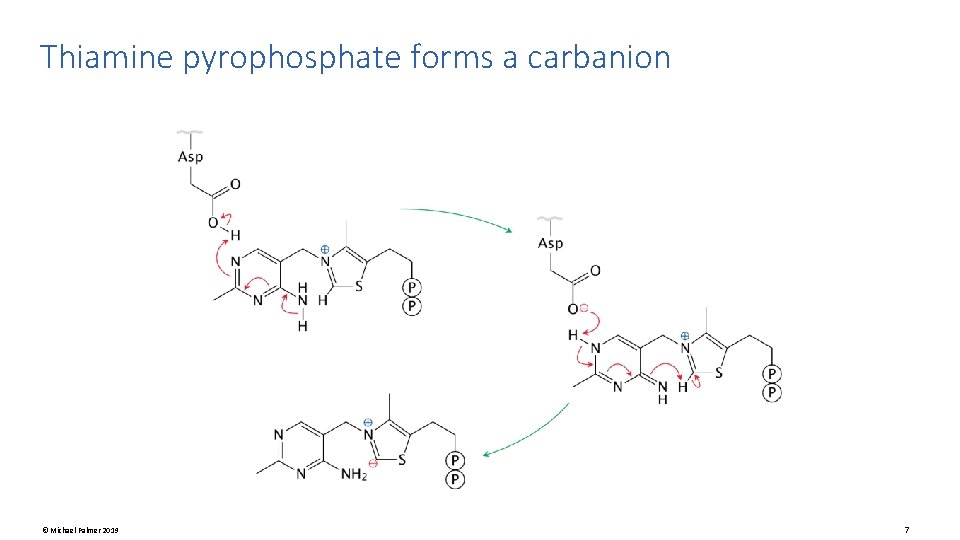 Thiamine pyrophosphate forms a carbanion © Michael Palmer 2019 7 