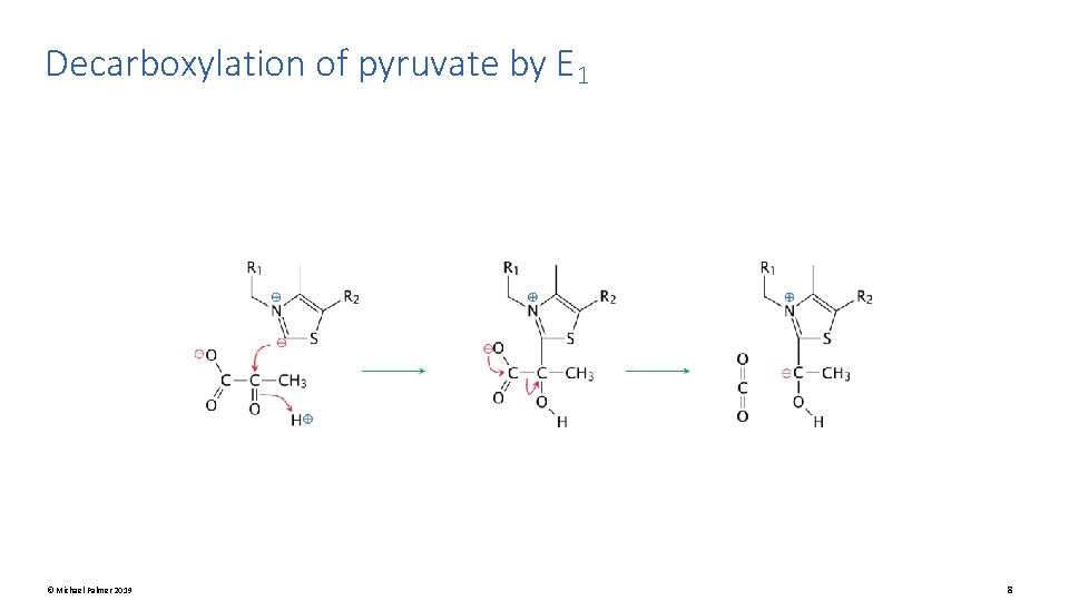 Decarboxylation of pyruvate by E 1 © Michael Palmer 2019 8 