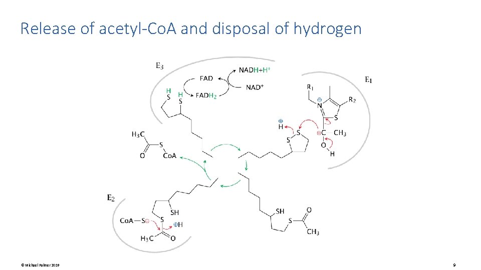 Release of acetyl-Co. A and disposal of hydrogen © Michael Palmer 2019 9 