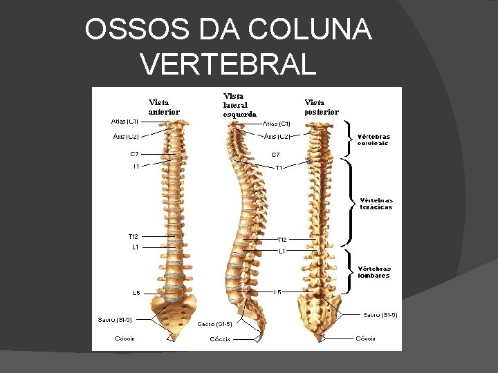 OSSOS DA COLUNA VERTEBRAL 