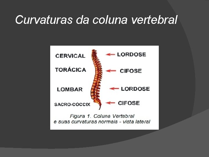 Curvaturas da coluna vertebral 