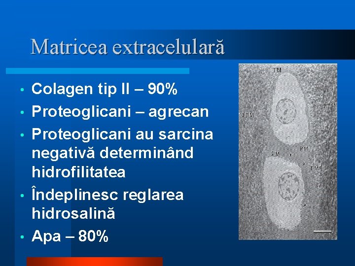 Matricea extracelulară • • • Colagen tip II – 90% Proteoglicani – agrecan Proteoglicani