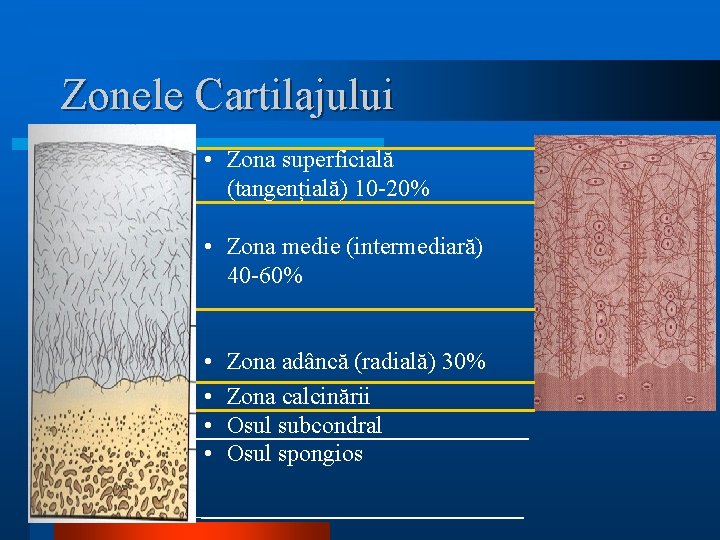 Zonele Cartilajului • Zona superficială (tangențială) 10 -20% • Zona medie (intermediară) 40 -60%