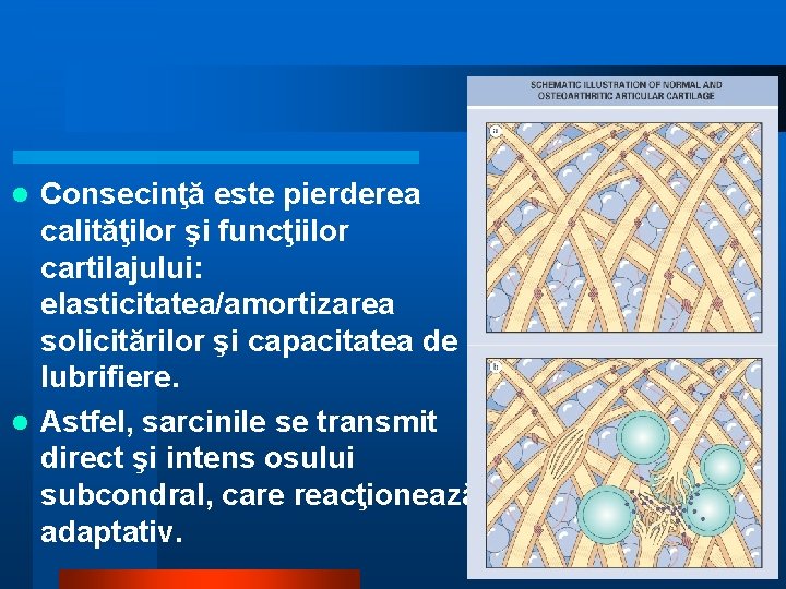 Consecinţă este pierderea calităţilor şi funcţiilor cartilajului: elasticitatea/amortizarea solicitărilor şi capacitatea de lubrifiere. l Consecinţă este pierderea calităţilor şi funcţiilor cartilajului: elasticitatea/amortizarea solicitărilor şi capacitatea de lubrifiere. l