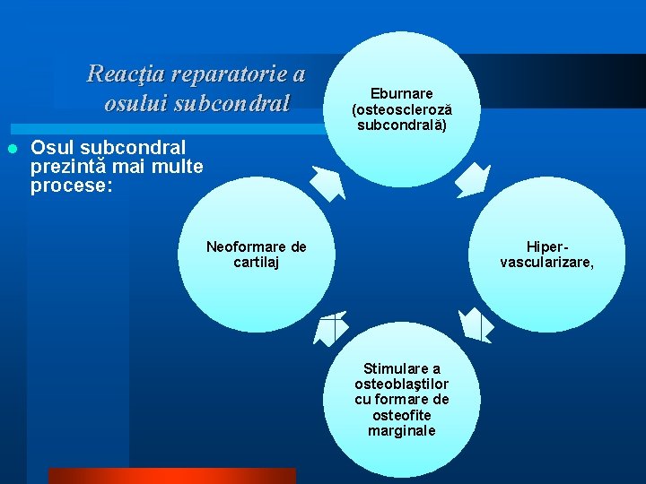 Reacţia reparatorie a osului subcondral l Eburnare (osteoscleroză subcondrală) Osul subcondral prezintă mai multe