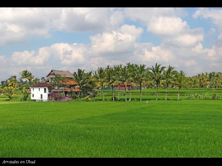 Arrozales en Ubud 