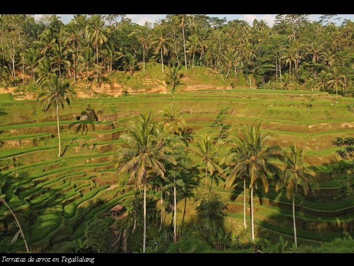 Terrazas de arroz en Tegallalang 