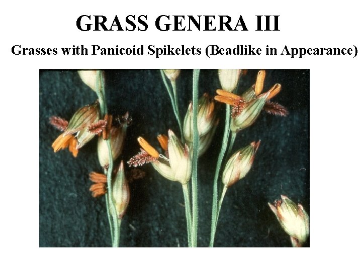 GRASS GENERA III Grasses with Panicoid Spikelets (Beadlike in Appearance) 