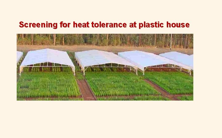Screening for heat tolerance at plastic house Screening for heat tolerance at plastic house