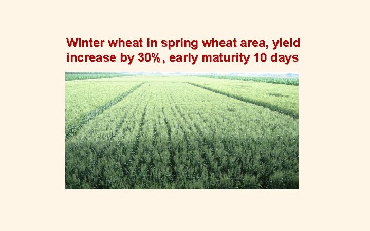 Winter wheat in spring wheat area, yield increase by 30%, early maturity 10 days Winter wheat in spring wheat area, yield increase by 30%, early maturity 10 days