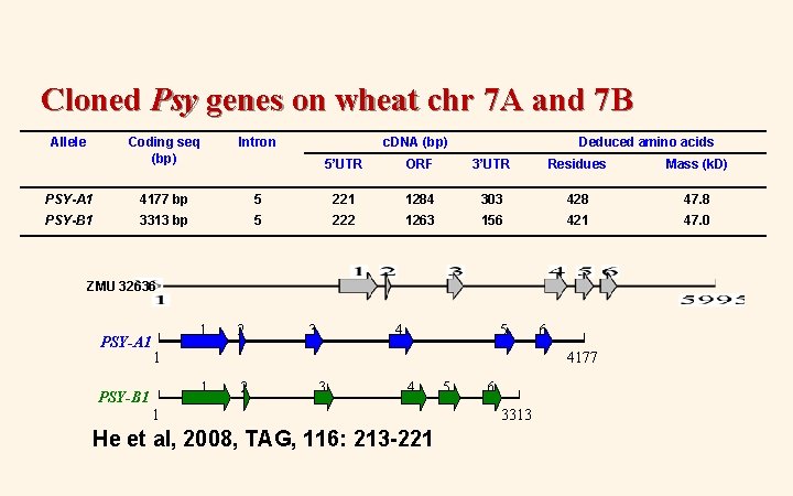 Cloned Psy genes on wheat chr 7 A and 7 B Allele Coding seq Cloned Psy genes on wheat chr 7 A and 7 B Allele Coding seq