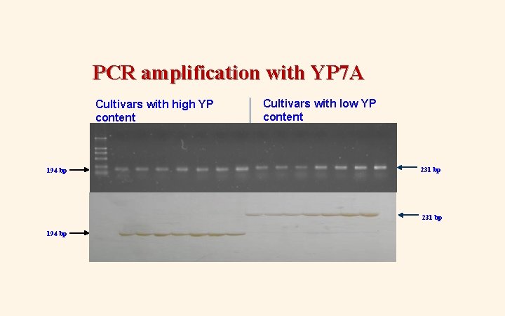 PCR amplification with YP 7 A Cultivars with high YP content 194 bp Cultivars PCR amplification with YP 7 A Cultivars with high YP content 194 bp Cultivars