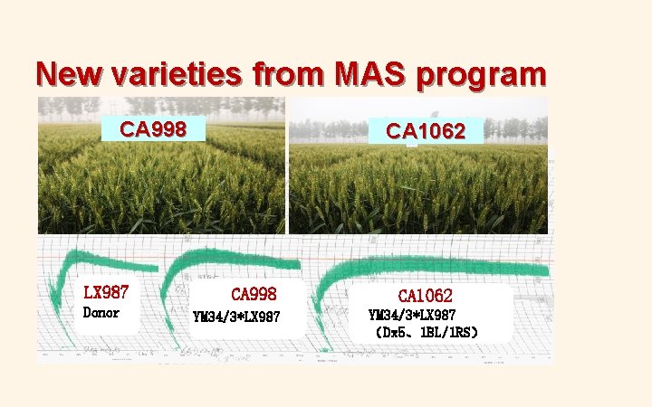 New varieties from MAS program CA 998 LX 987 Donor CA 1062 CA 998 New varieties from MAS program CA 998 LX 987 Donor CA 1062 CA 998