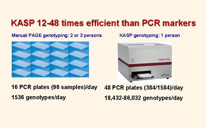 KASP 12 -48 times efficient than PCR markers Manual PAGE genotyping: 2 or 3 KASP 12 -48 times efficient than PCR markers Manual PAGE genotyping: 2 or 3
