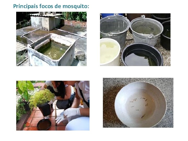 Principais focos de mosquito: 