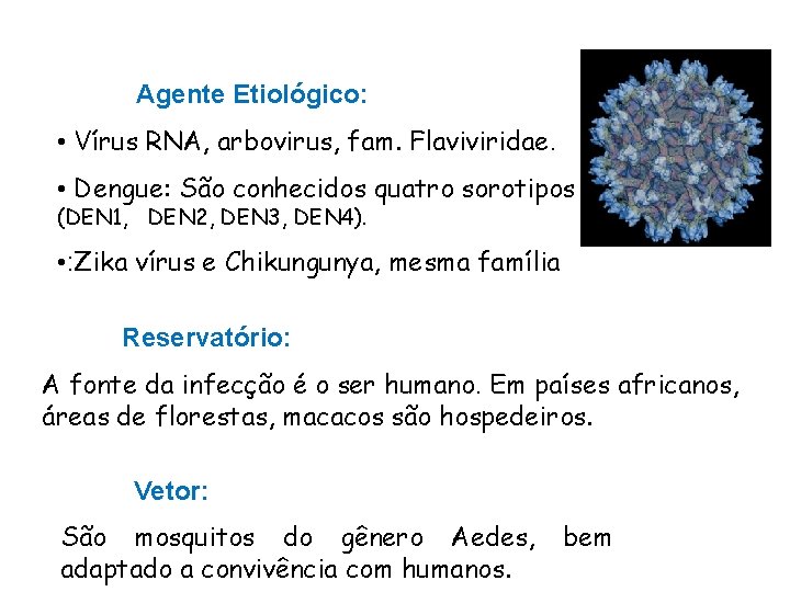 Agente Etiológico: • Vírus RNA, arbovirus, fam. Flaviviridae. • Dengue: São conhecidos quatro sorotipos