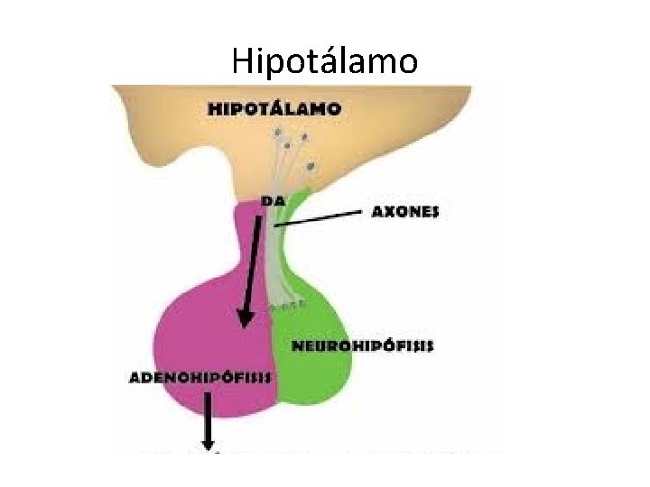 Hipotálamo Hipotálamo