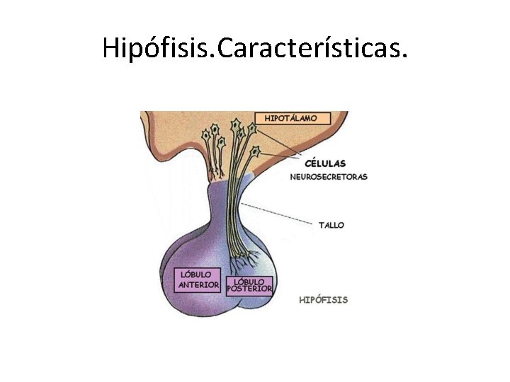 Hipófisis. Características. Hipófisis. Características.