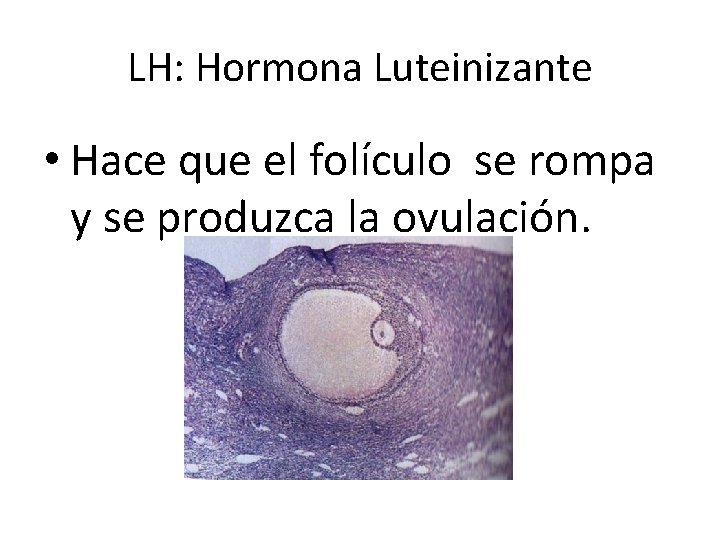 LH: Hormona Luteinizante • Hace que el folículo se rompa y se produzca la LH: Hormona Luteinizante • Hace que el folículo se rompa y se produzca la