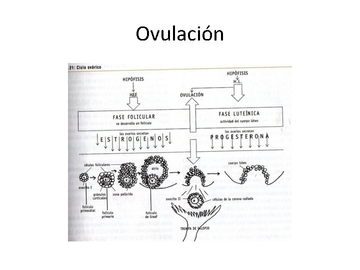 Ovulación Ovulación