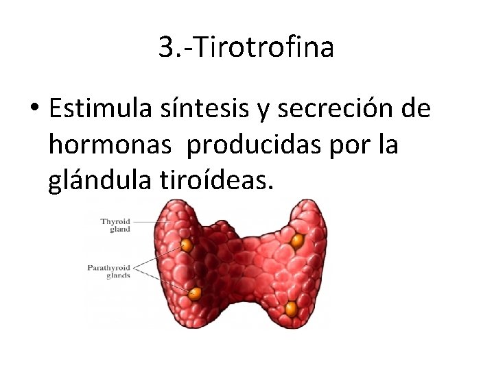 3. -Tirotrofina • Estimula síntesis y secreción de hormonas producidas por la glándula tiroídeas. 3. -Tirotrofina • Estimula síntesis y secreción de hormonas producidas por la glándula tiroídeas.