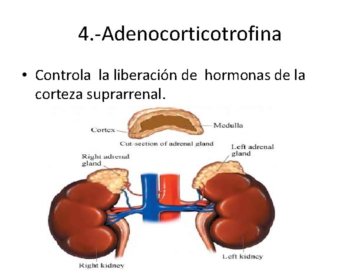 4. -Adenocorticotrofina • Controla la liberación de hormonas de la corteza suprarrenal. 4. -Adenocorticotrofina • Controla la liberación de hormonas de la corteza suprarrenal.