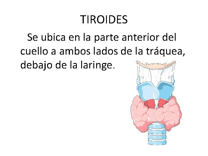 TIROIDES Se ubica en la parte anterior del cuello a ambos lados de la TIROIDES Se ubica en la parte anterior del cuello a ambos lados de la