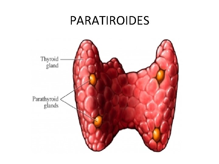PARATIROIDES PARATIROIDES