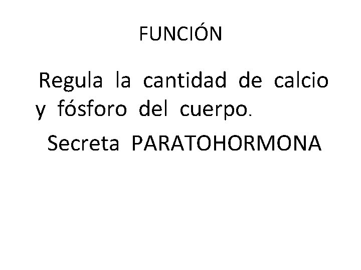 FUNCIÓN Regula la cantidad de calcio y fósforo del cuerpo. Secreta PARATOHORMONA FUNCIÓN Regula la cantidad de calcio y fósforo del cuerpo. Secreta PARATOHORMONA