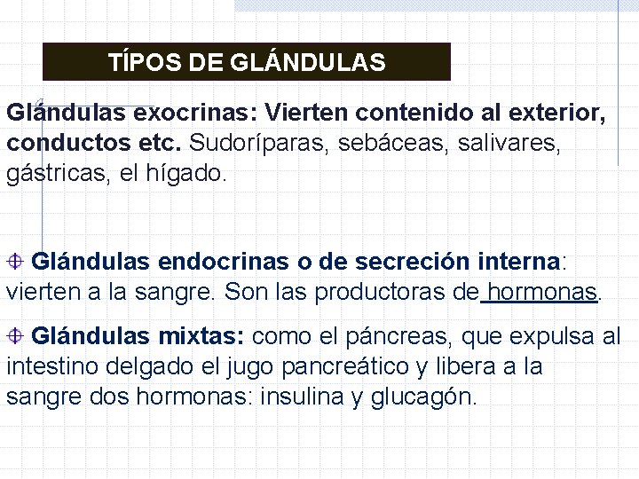 TÍPOS DE GLÁNDULAS Glándulas exocrinas: Vierten contenido al exterior, conductos etc. Sudoríparas, sebáceas, salivares, TÍPOS DE GLÁNDULAS Glándulas exocrinas: Vierten contenido al exterior, conductos etc. Sudoríparas, sebáceas, salivares,
